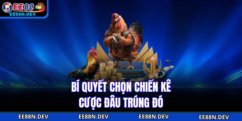 Bí quyết chọn chiến kê cược đâu trúng đó