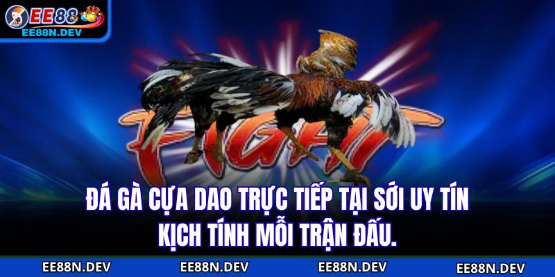 Đá gà cựa dao trực tiếp tại sới uy tín, kịch tính mỗi trận đấu.