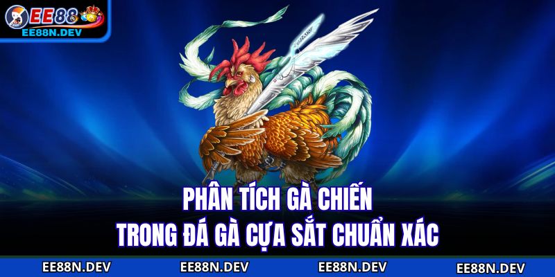Phân tích gà chiến trong đá gà cựa sắt chuẩn xác