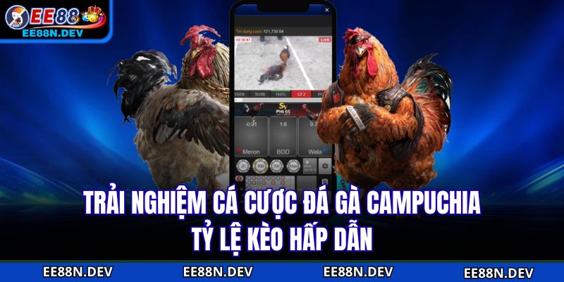 Trải nghiệm cá cược đá gà Campuchia tỷ lệ kèo hấp dẫn