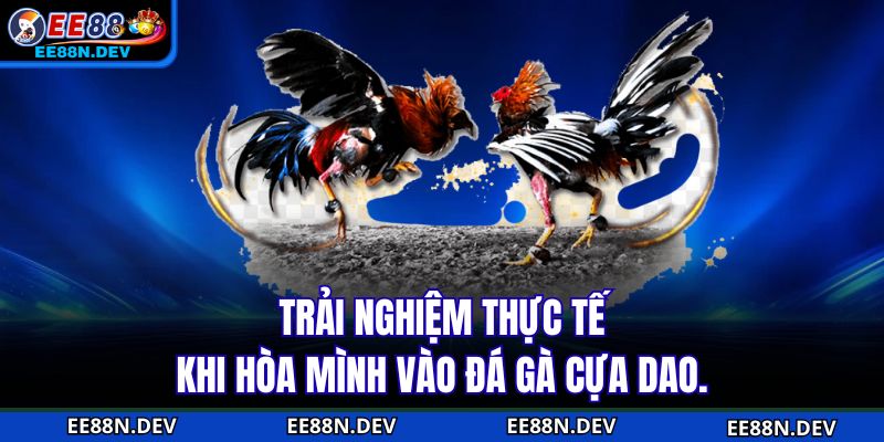 Trải nghiệm thực tế khi hòa mình vào đá gà cựa dao.