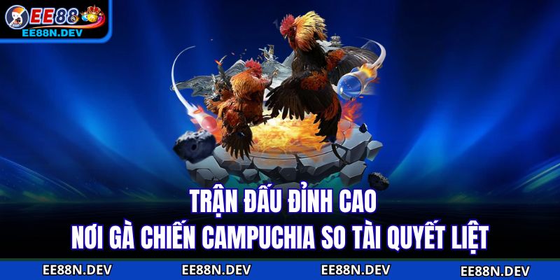  Trận đấu đỉnh cao nơi gà chiến Campuchia so tài quyết liệt