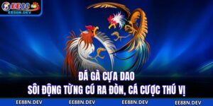 Đá Gà Cựa Dao - Sôi Động Từng Cú Ra Đòn, Cá Cược Thú Vị