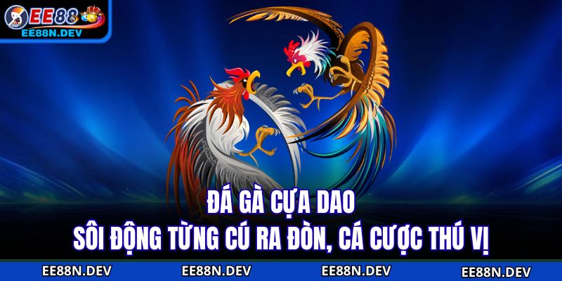 Đá Gà Cựa Dao - Sôi Động Từng Cú Ra Đòn, Cá Cược Thú Vị