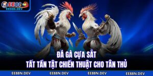 Đá Gà Cựa Sắt - Tất Tần Tật Chiến Thuật Cho Tân Thủ